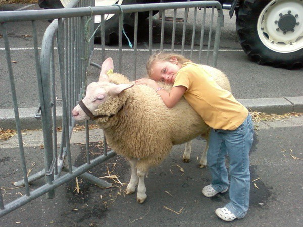 Humour : Qui a dit « fête des moutons ? »
