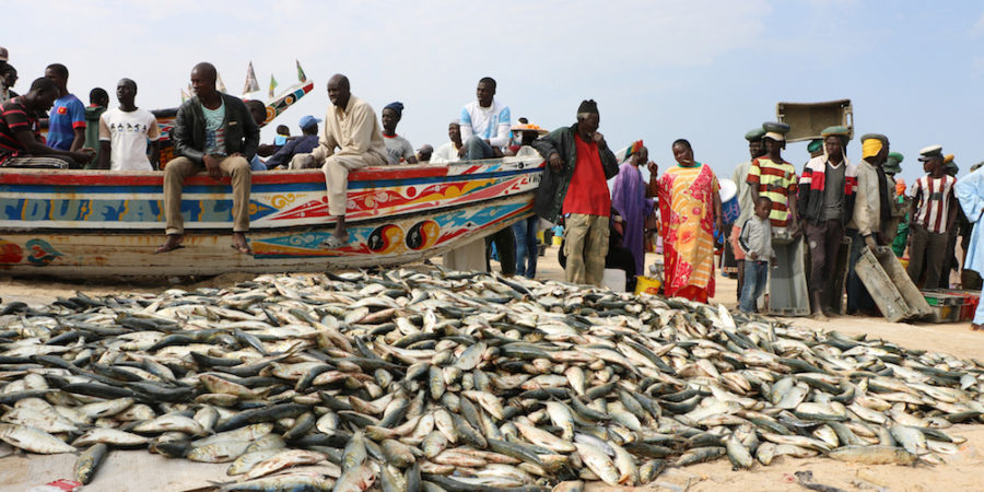 OMC – Pêche industrielle : Le Sénégal vote contre les subventions