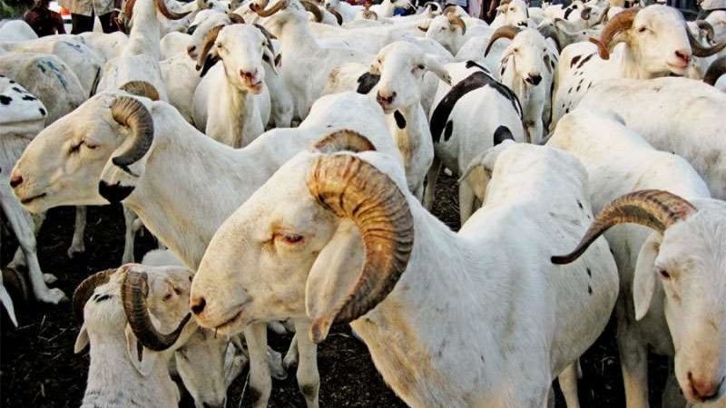 Un contrôle assoupli, des droits et taxes sur les moutons exonérés, la présence 3 bergers autorisée : Ces mesures pour une bonne fête de Tabaski