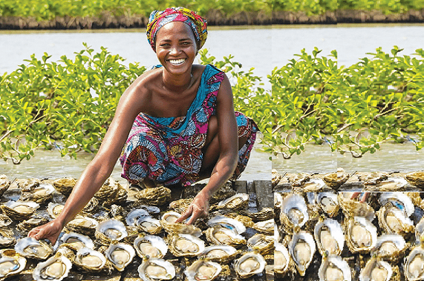 Le centre d’interprétation de Toubacouta, abrite ce vendredi 21 février 2025, la cérémonie de lancement officiel du projet « Femmes et Coquillages ».